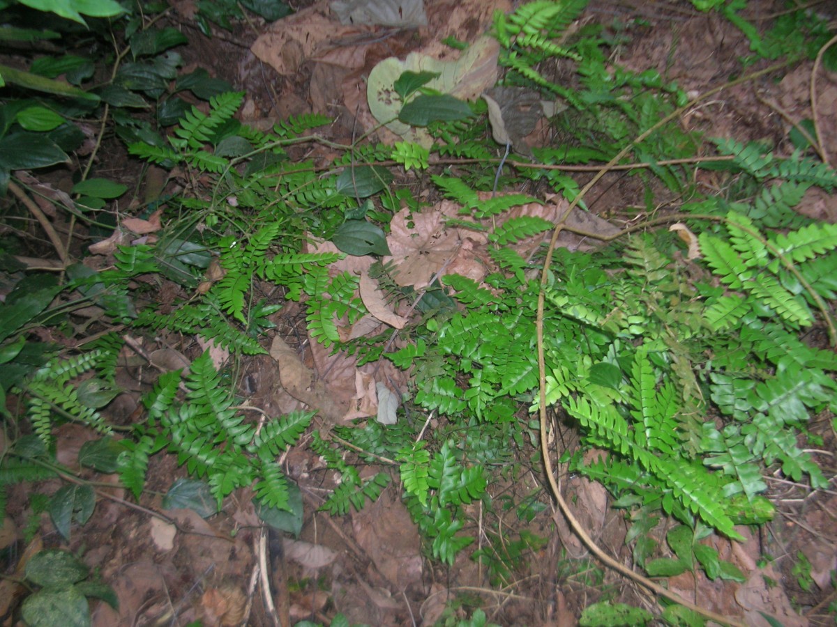 Adiantum latifolium Lam.